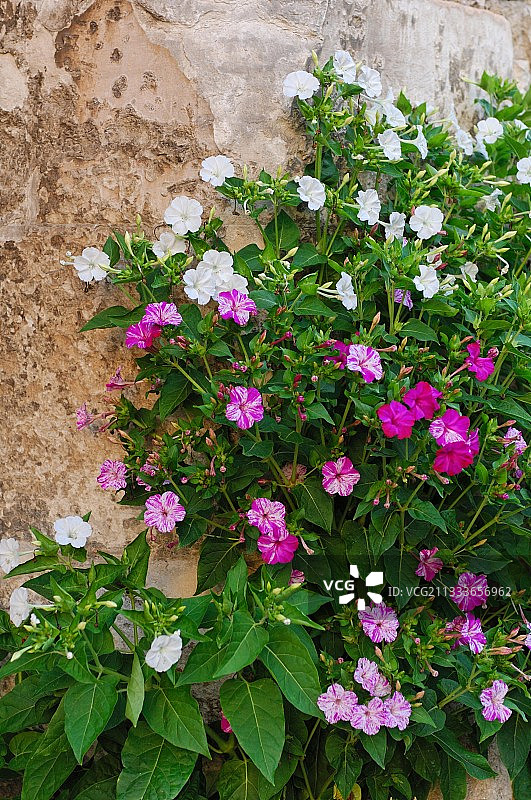 盛开的紫茉莉花，法国图片素材