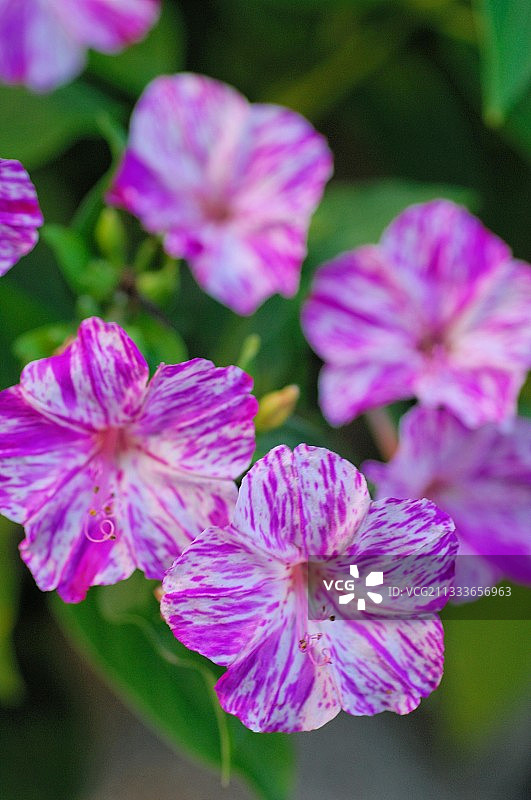 盛开的紫茉莉花，法国图片素材