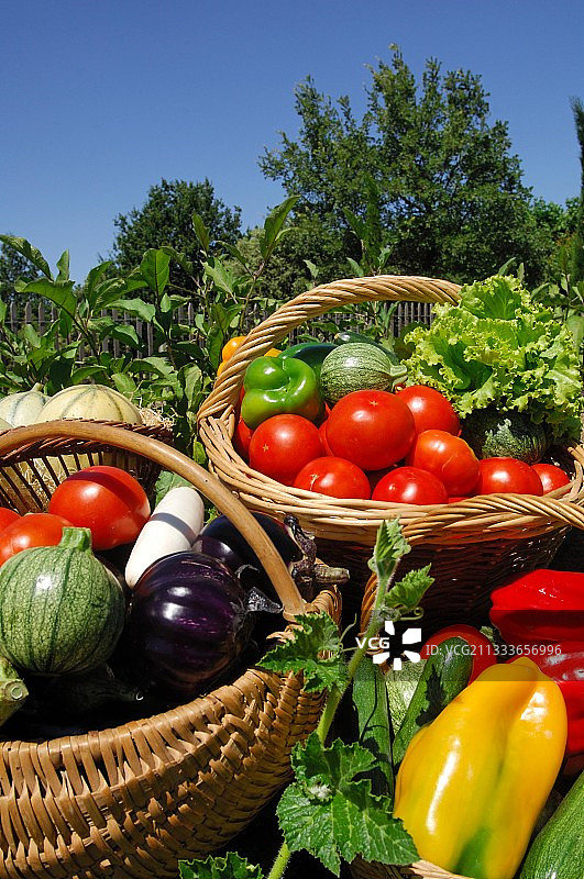 法国厨房花园中的篮子蔬菜图片素材