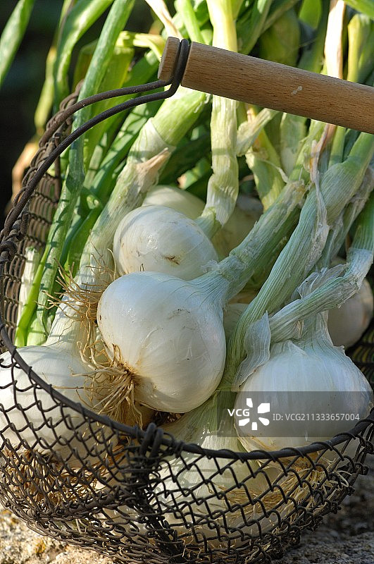法国篮子里的白色洋葱图片素材