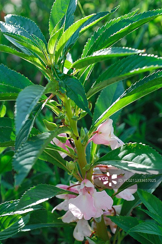 法国花园里盛开的凤仙花图片素材