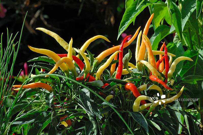 法国的黄色和红色辣椒植物图片素材