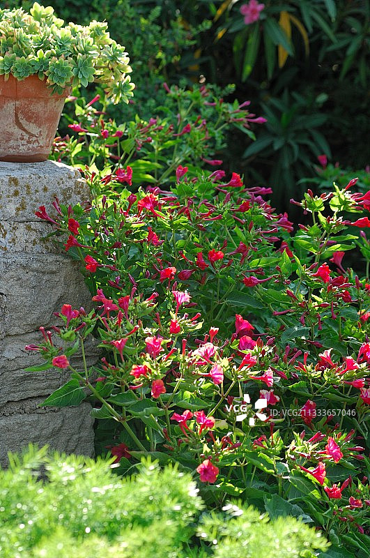 盛开的紫茉莉花，法国图片素材
