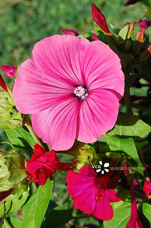 法国的紫茉莉和锦葵花图片素材