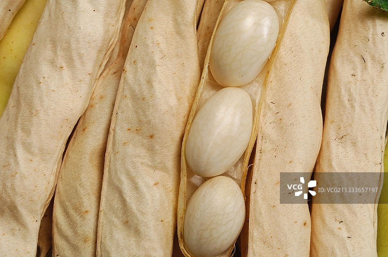 特写腰豆的豆荚和种子图片素材