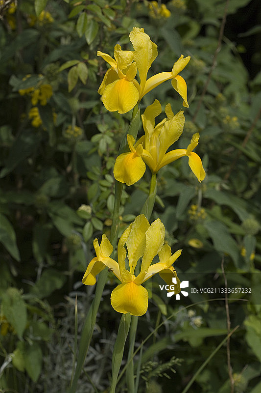 五月法国的荷兰鸢尾“金色收获”图片素材