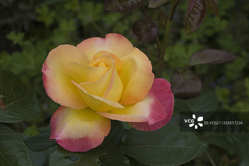 法国五月东方快车玫瑰图片素材