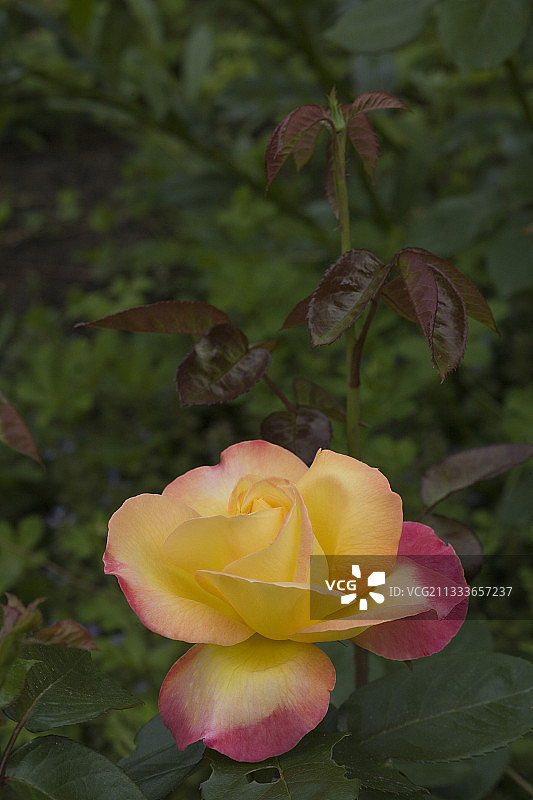 法国五月东方快车玫瑰图片素材