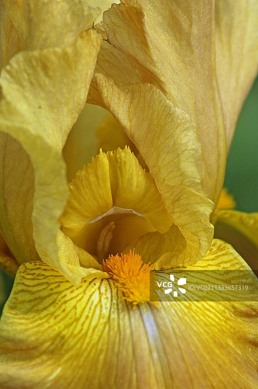 春天里黄色鸢尾根花的细节图片素材