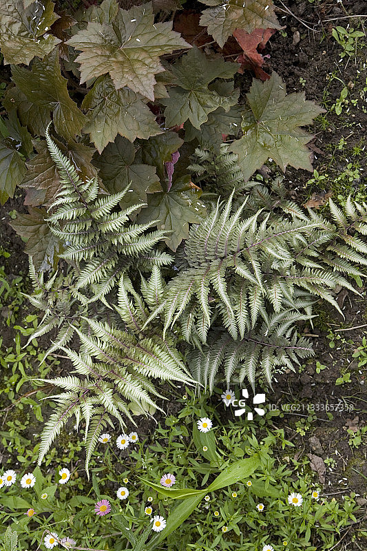 花园：吕贝先生的“金色深处花园”图片素材