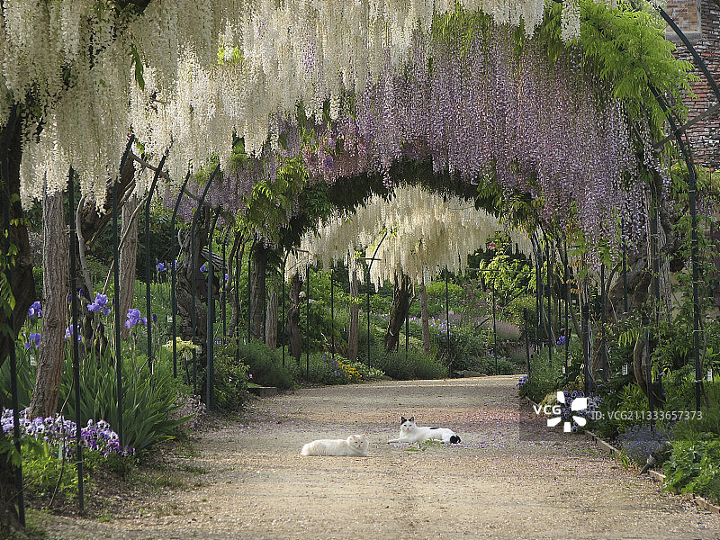 阿普雷蒙特-sur-阿利埃花园的紫藤凉棚图片素材