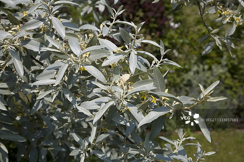 五月法国的俄罗斯橄榄“Quick Silver”图片素材