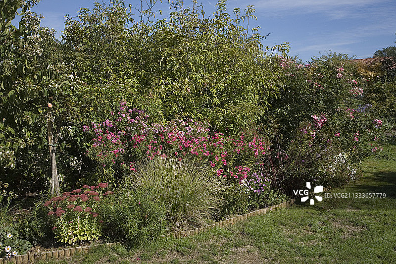 法国上维埃纳省吉内特花园的粉色翠菊图片素材