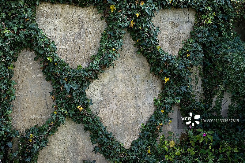 南非花园墙壁上的常春藤图片素材