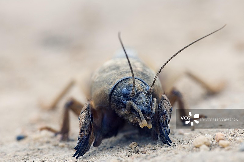 欧洲蝼蛄肖像，保加利亚图片素材