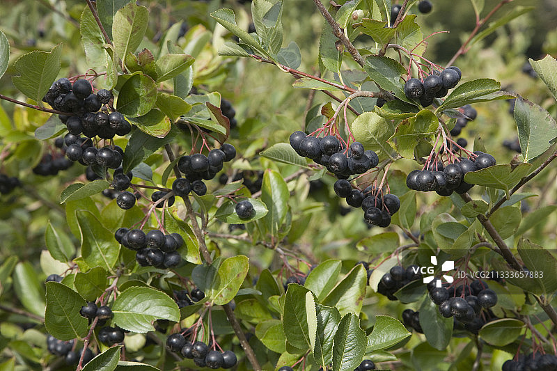 花园里的黑 chokeberry 果实图片素材