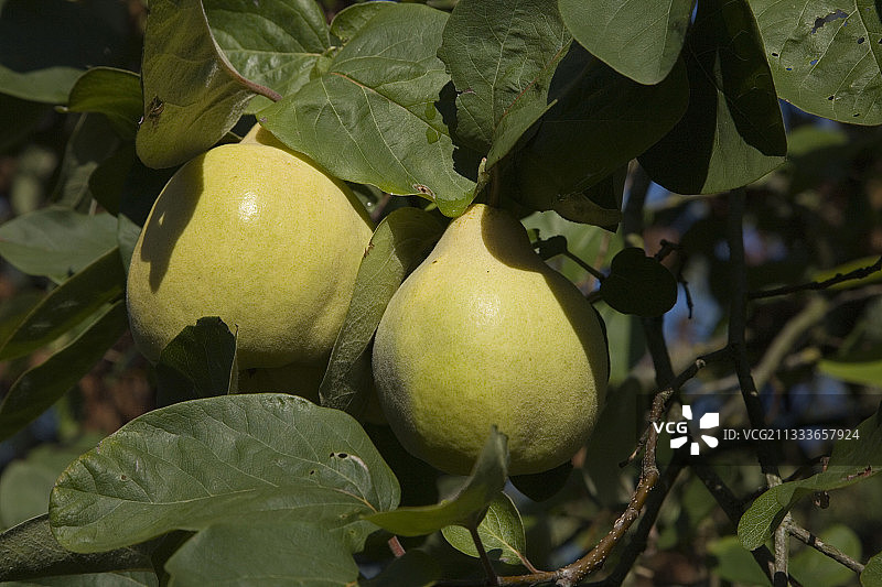 树上的桲图片素材