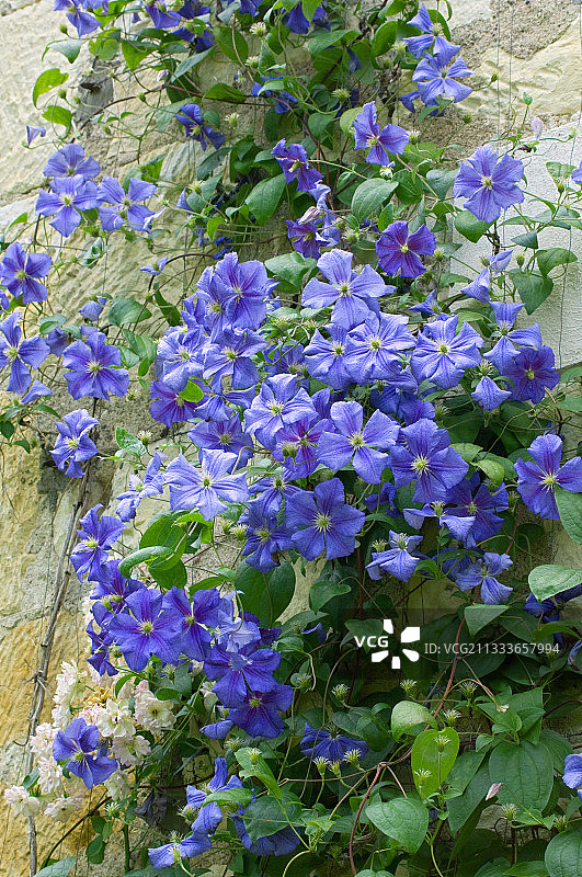 花园中盛开的南塔斯美女铁线莲图片素材