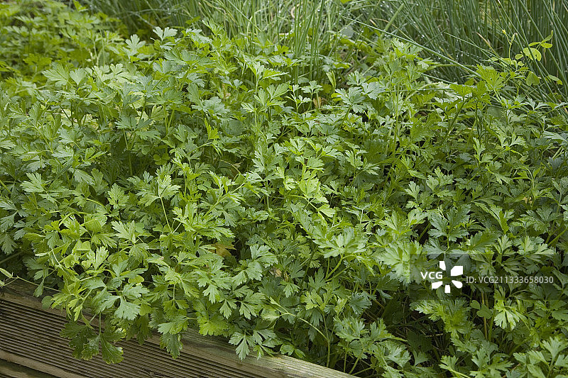 法国八月欧芹图片素材