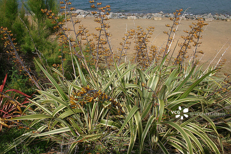 新西兰亚麻 法国不列颠海岸图片素材