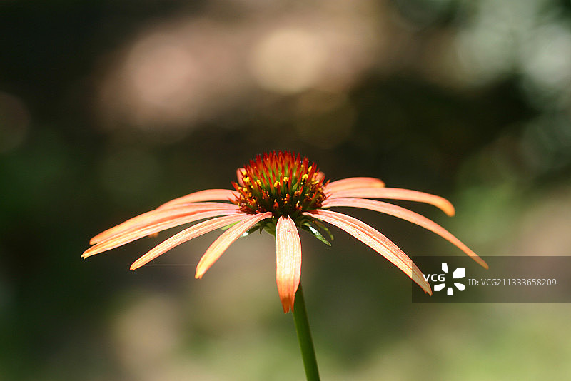 法国迪南布列塔尼紫锥菊头状花序图片素材