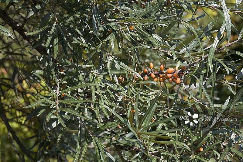 法国沙棘果图片素材