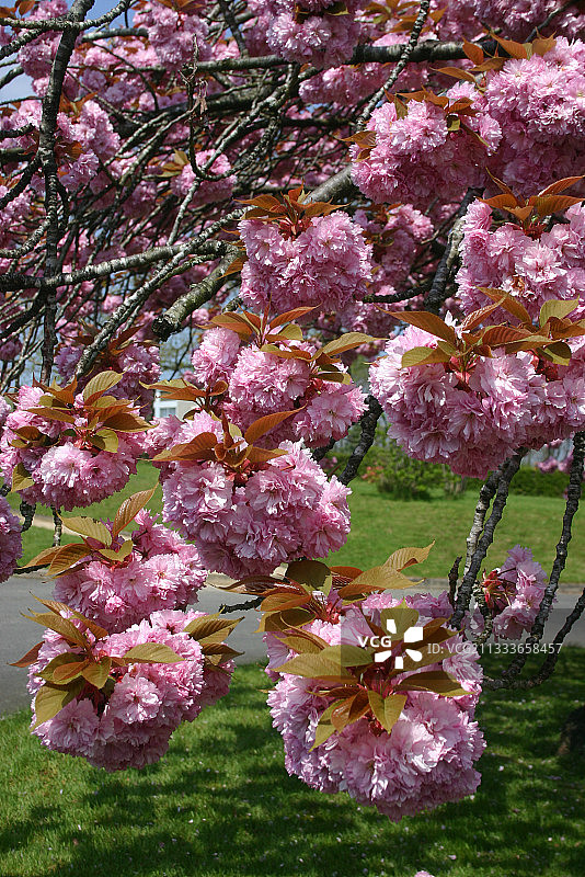 地点：迪南图片素材