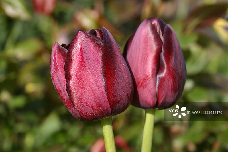 地点：迪南图片素材