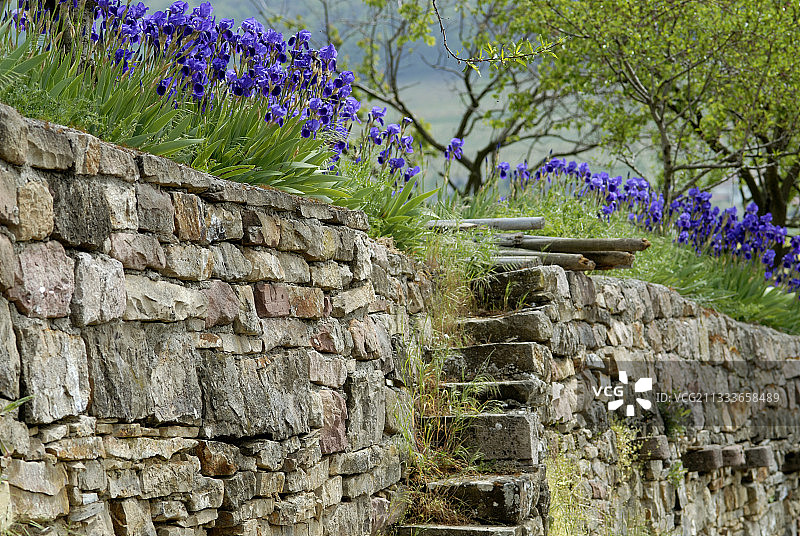 苏尔茨马特的金科夫勒特级园图片素材