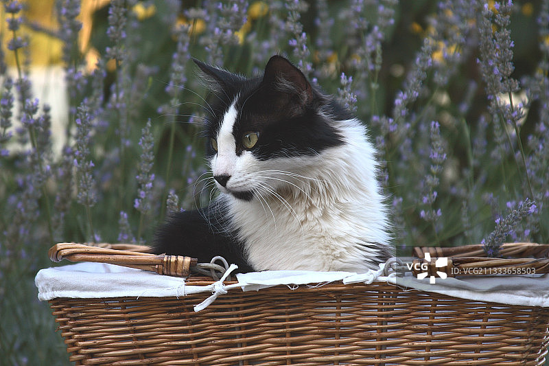 法国薰衣草前的柳条筐里的公猫图片素材
