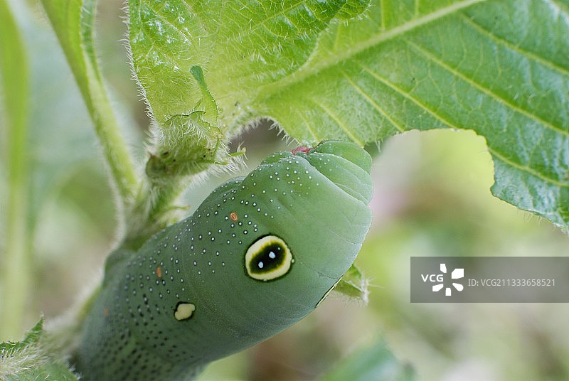 斯芬克斯毛虫在花园里吃树叶图片素材