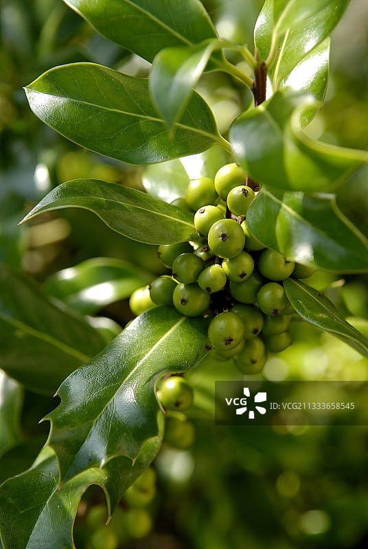 花园里的冬青果实图片素材