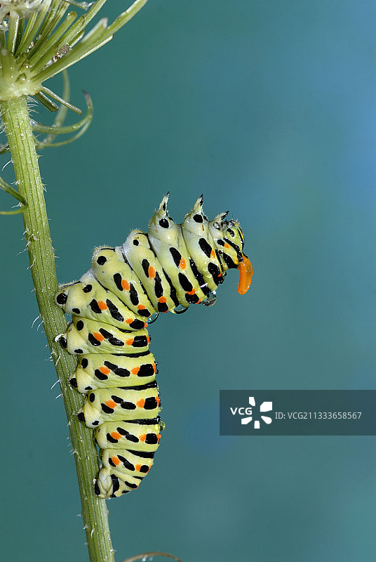 燕尾蝶毛毛虫受到捕食者干扰后正在恢复，露出防御腺图片素材