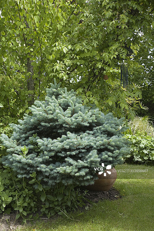 尚塔尔和阿兰花园的科罗拉多蓝云杉图片素材