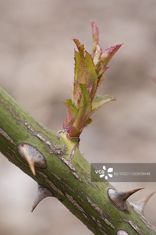 法国玫瑰枝上的嫩芽图片素材