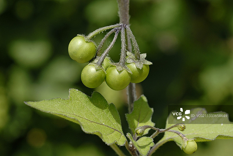 法国阿尔萨斯龙葵果实图片素材