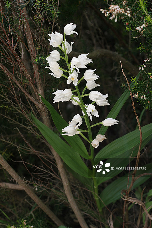 长瓣蒜叶兰花肖像图片素材