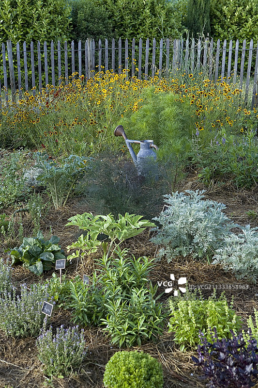 夏季普罗旺斯的芳香植物园图片素材
