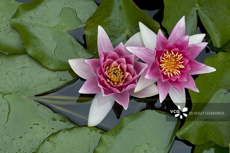 埃维昂的Pre Curieux水上花园图片素材