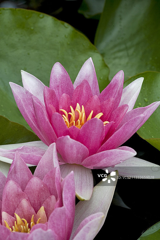 埃维昂的Pre Curieux水上花园图片素材