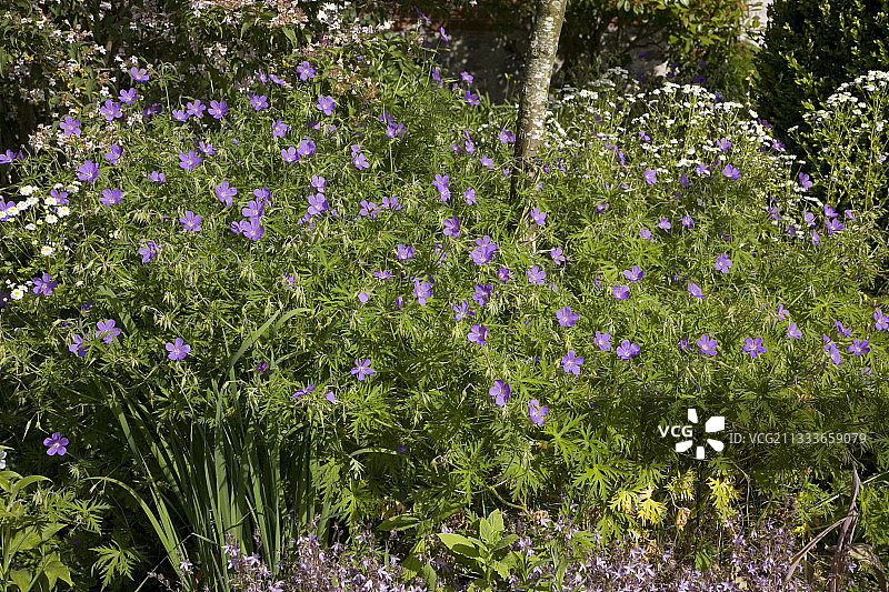 法国上维埃纳省金内特花园的天竺葵图片素材