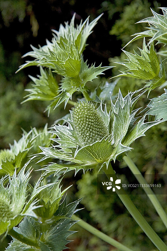 萨莫昂地区图片素材