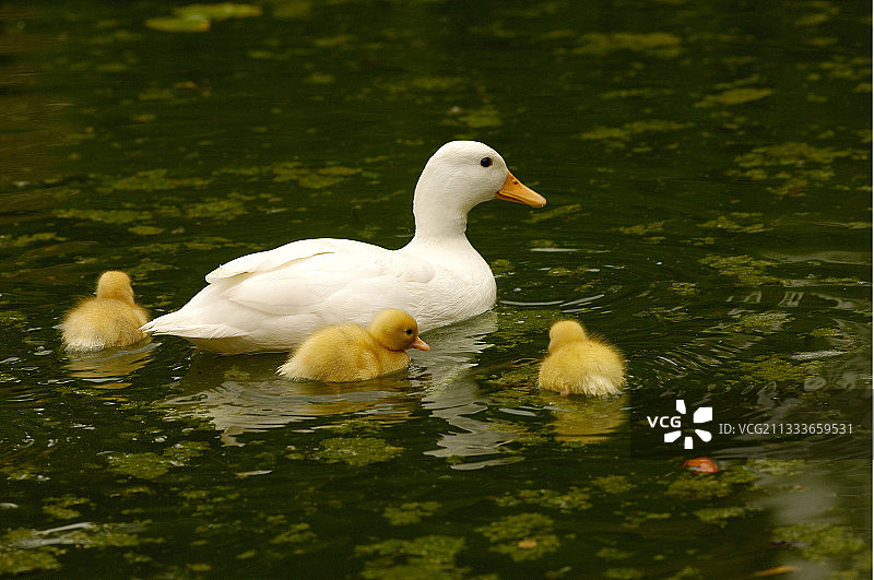 特里吉耶尔遗址：库尔图瓦索大花园图片素材