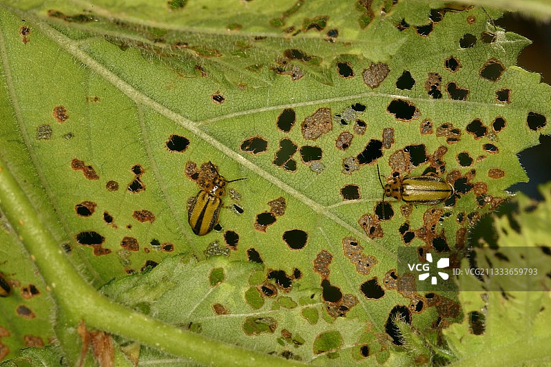 法国比利牛斯-米迪地区的榆叶甲虫图片素材
