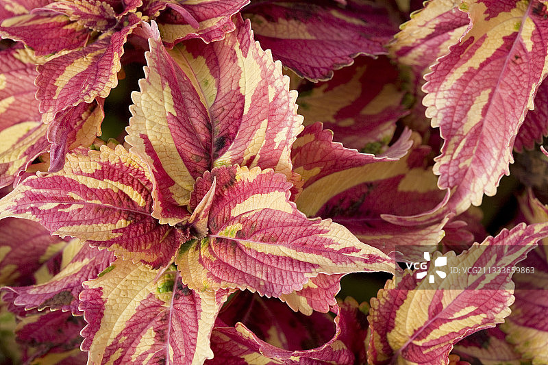 锦紫苏普罗旺斯的红黄色叶子图片素材