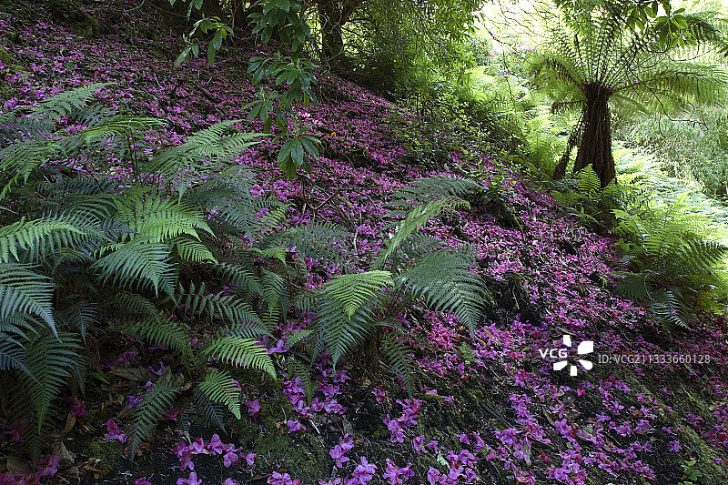贝拉半岛迪林斯热带花园，凯里郡图片素材