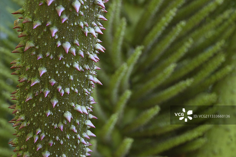 马科罗斯庄园花园，艾韦拉半岛，凯里郡图片素材