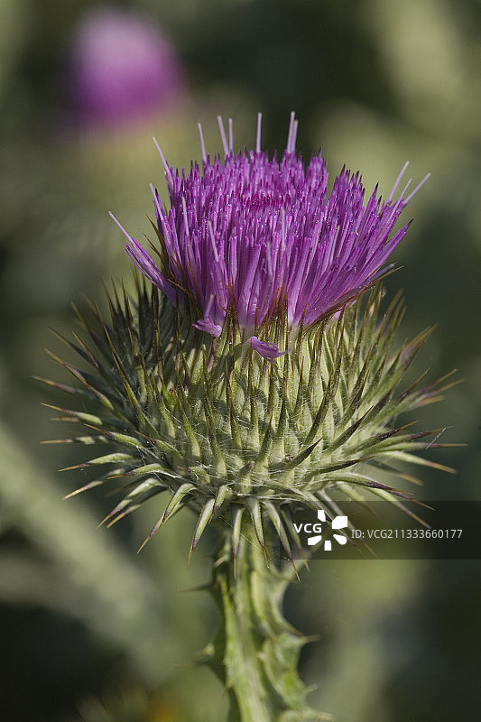 拉韦尔修道院花园中盛开的苏格兰蓟图片素材
