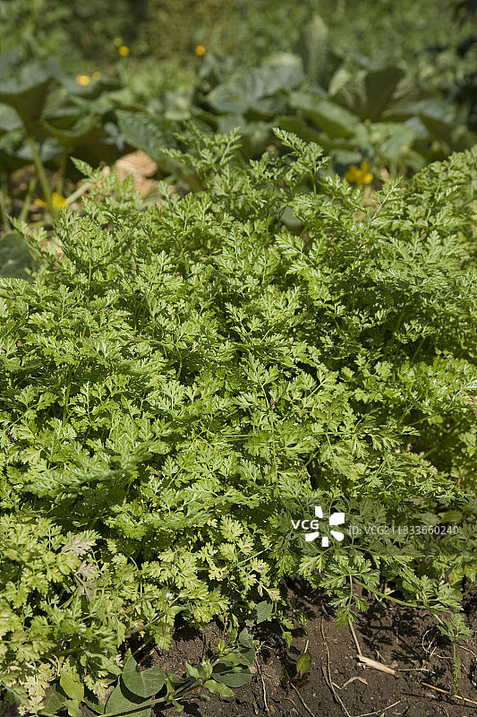 厨房花园中的雪维菜图片素材