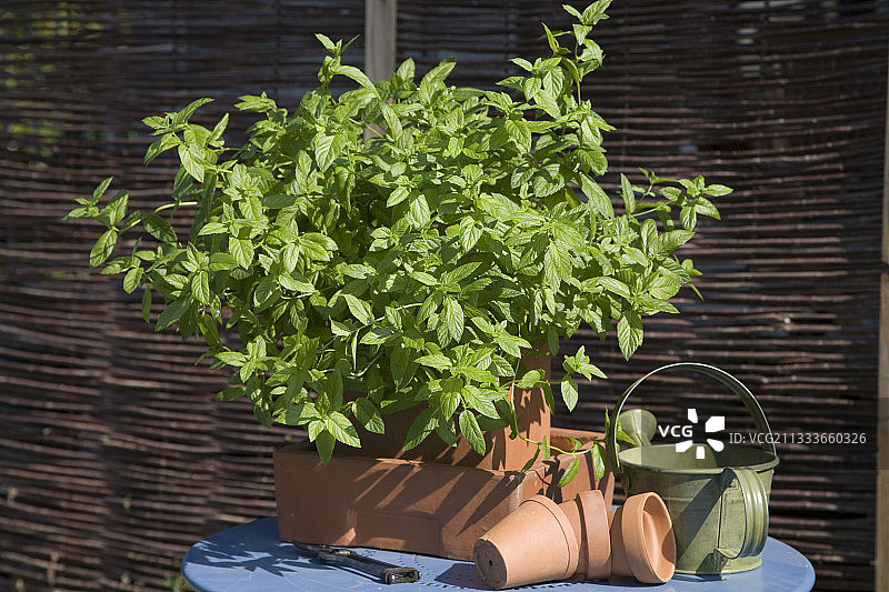 花园露台上盆栽绿薄荷图片素材